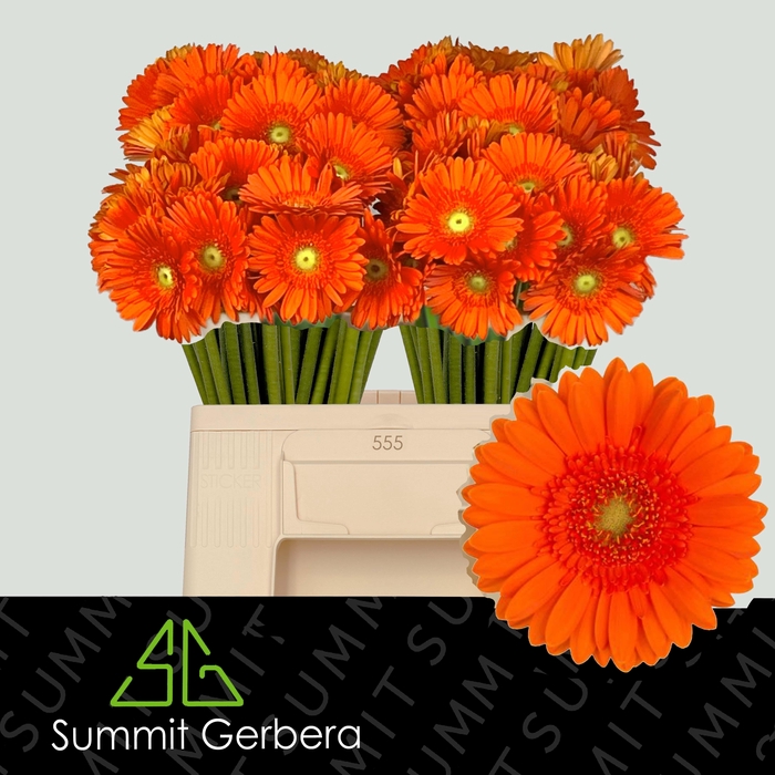 <h4>GE MI HENRY</h4>