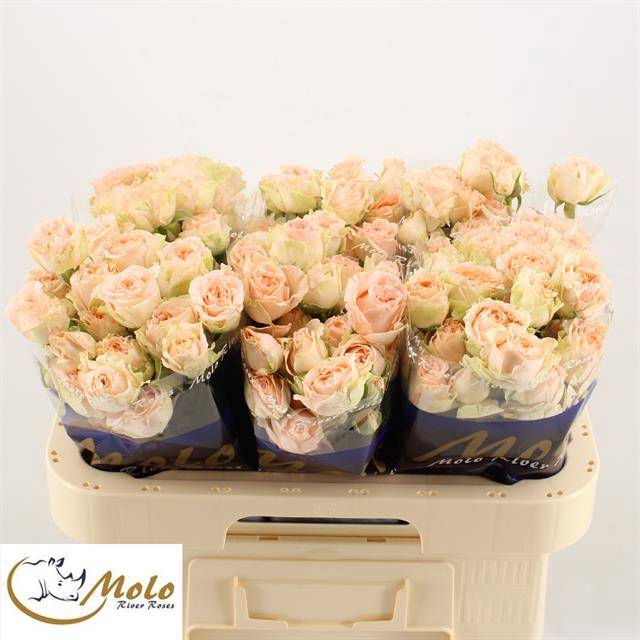 <h4>R Tr 4 Good Wedding Molo</h4>