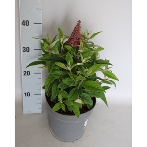 vaste planten 19 cm  Buddleja butterfly Candy Ruby
