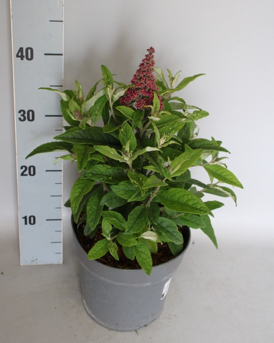 <h4>vaste planten 19 cm  Buddleja butterfly Candy Ruby</h4>