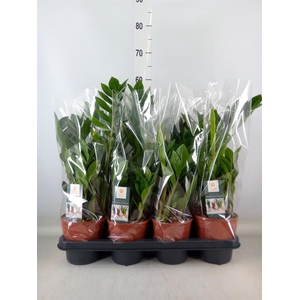 Zamioculcas zamiifolia