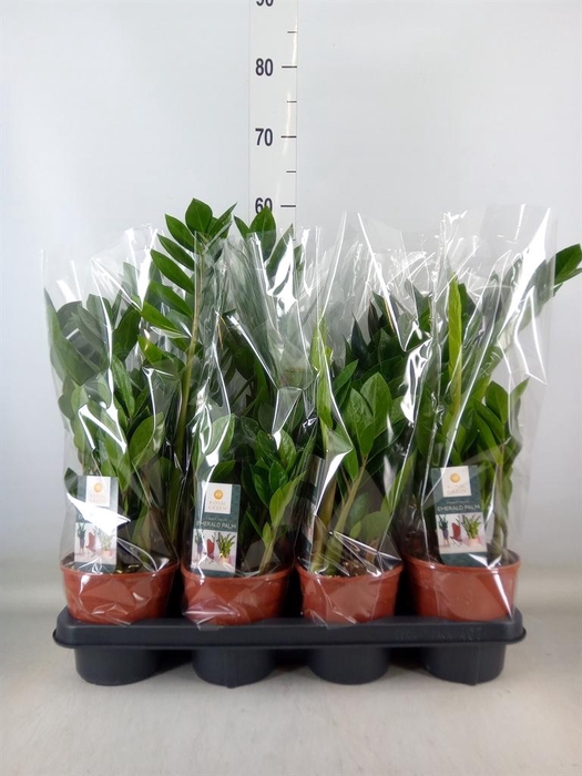 <h4>Zamioculcas zamiifolia</h4>