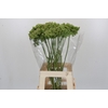 Ammi Visnaga Green Mist