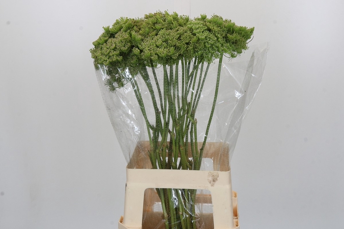<h4>Ammi Visnaga Green Mist</h4>