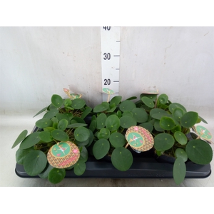 Pilea peperomoides