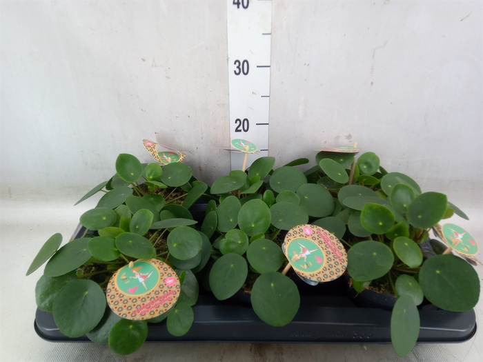 <h4>Pilea peperomoides</h4>