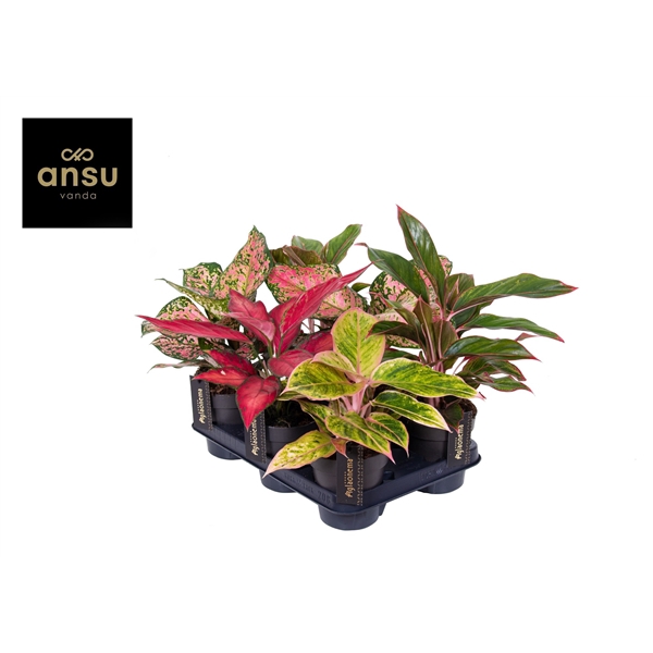 <h4>Aglaonema Colour Mix</h4>