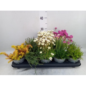 Rotsplanten   ...mix   [Rock plant]