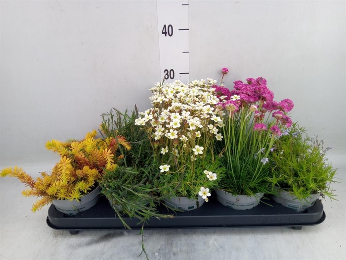 <h4>Rotsplanten   ...mix   [Rock plant]</h4>