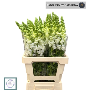 ANTIR POTO EARL WHIT