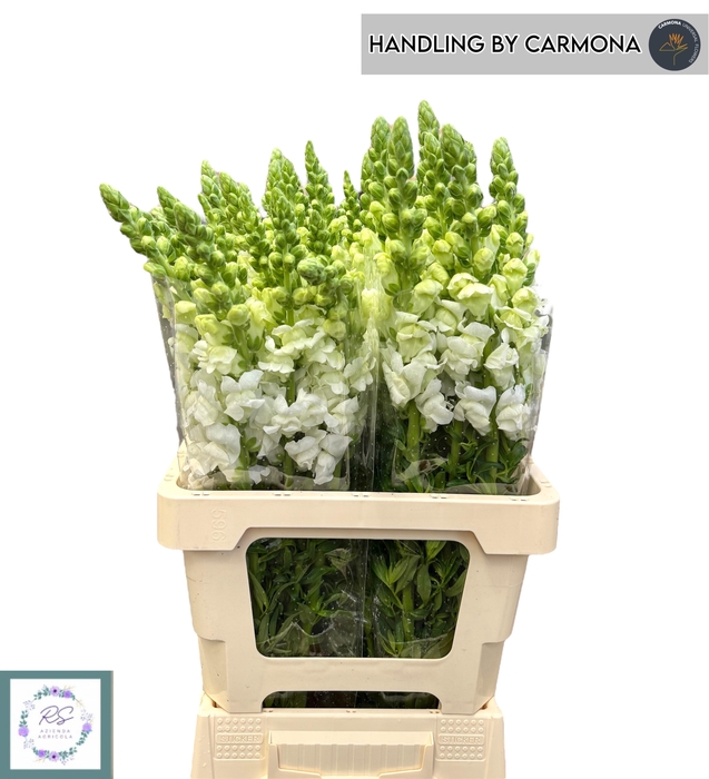 <h4>ANTIR POTO EARL WHIT</h4>