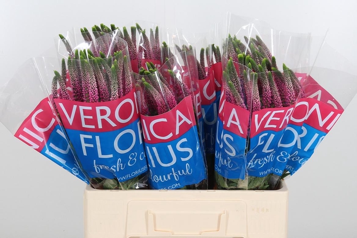 <h4>Veron Smart Artist</h4>