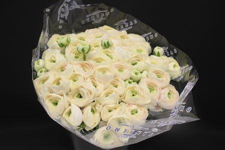 <h4>Cloni Super Vanilla</h4>