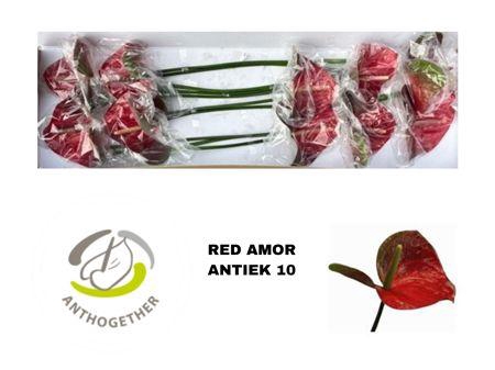 <h4>ANTH A RED AMOR</h4>