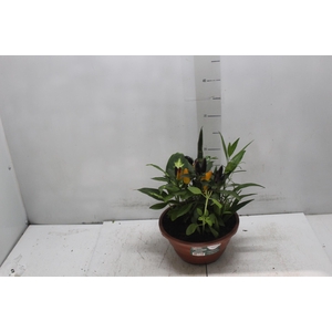 COQUETEL 7 ERVAS C21