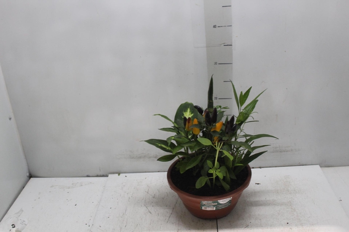 <h4>COQUETEL 7 ERVAS C21</h4>