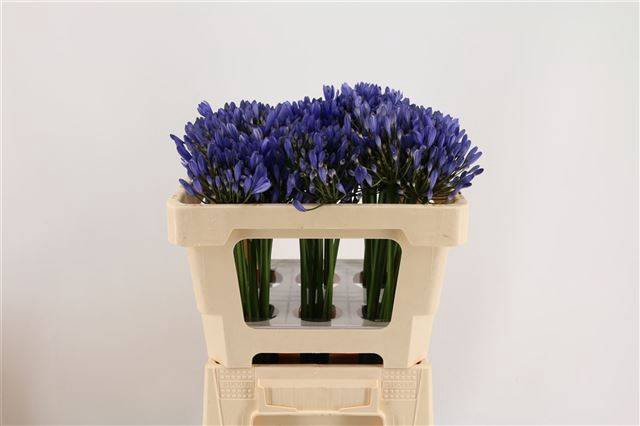 <h4>AGAP URI BLUE</h4>
