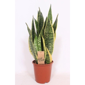 Sansevieria Superba