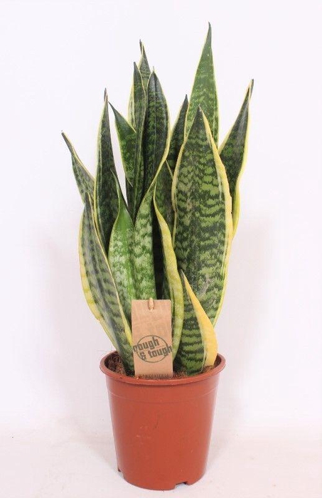 <h4>Sansevieria Superba</h4>