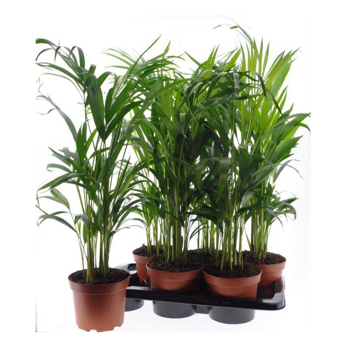 <h4>Areca lutescens 17Ø 60cm 12pp</h4>