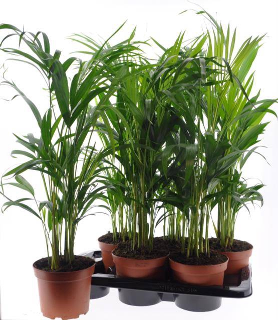 Areca lutescens 17Ø 60cm 12pp