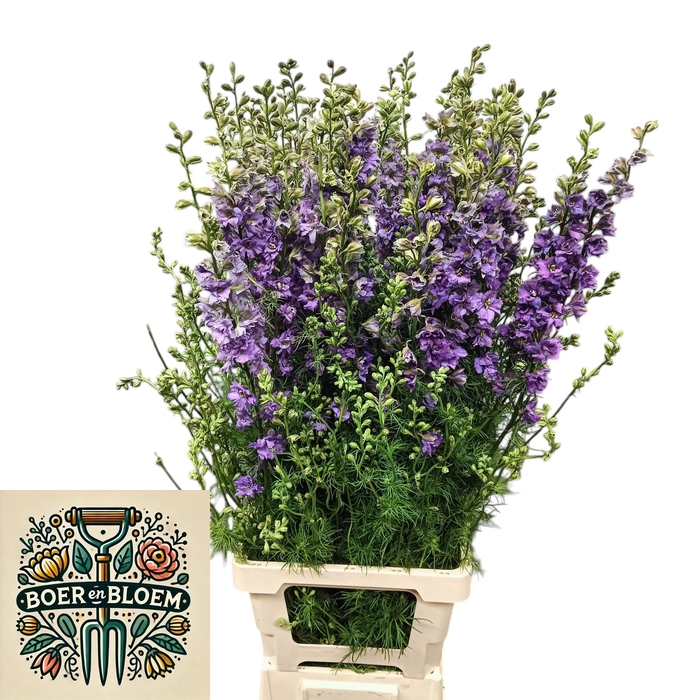 <h4>CONS R Q VIOLE LILAC</h4>