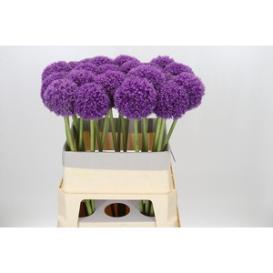 Allium Giganteum