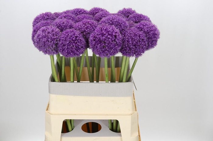 <h4>Allium Giganteum</h4>