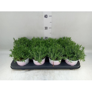 Lavandula angus. 'Rosea'