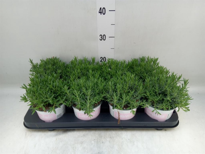 <h4>Lavandula angus. 'Rosea'</h4>