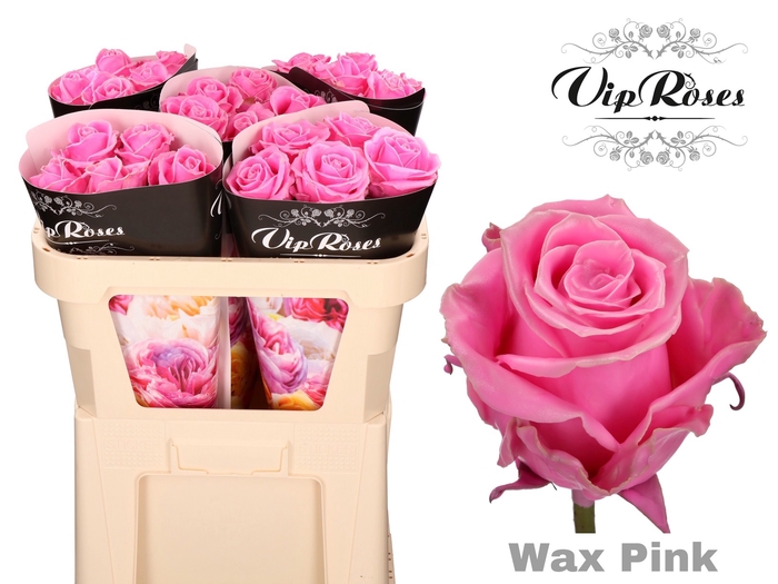 R GR WAX PINK x 25