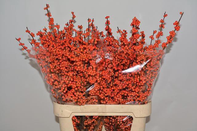 <h4>ILEX LA RANGE</h4>