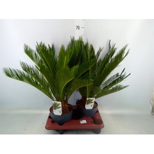 Cycas revoluta