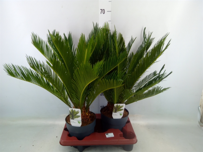 <h4>Cycas revoluta</h4>