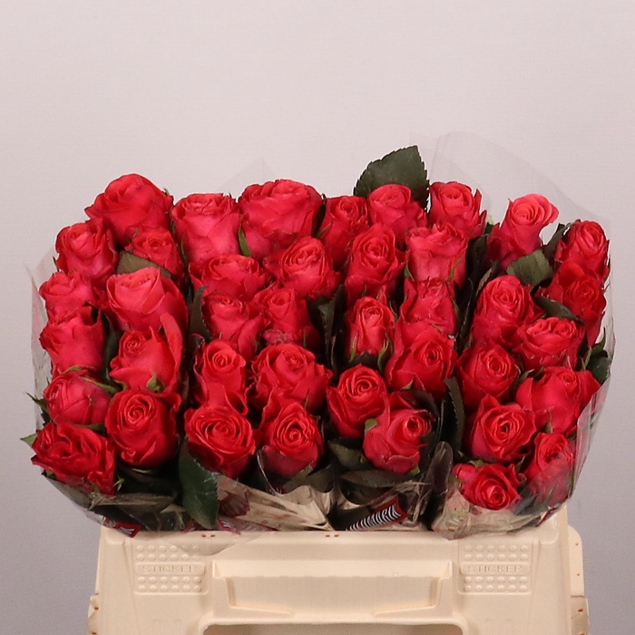 <h4>R GR PINK TACAZZI+</h4>