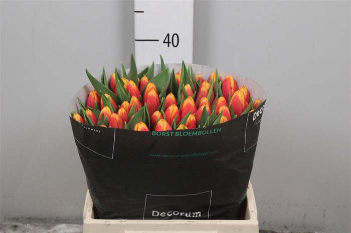 <h4>Tu En Soprano</h4>