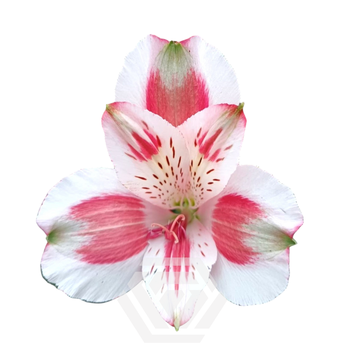 <h4>ALSTR PIERROT Tessa</h4>