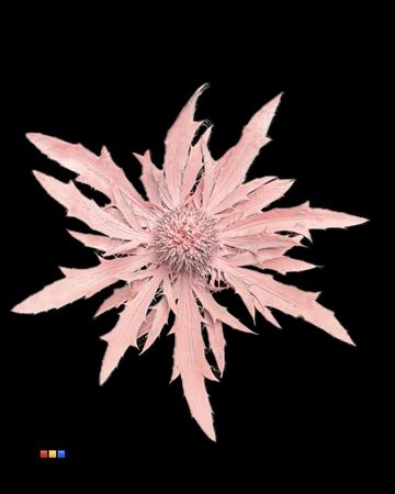 <h4>Eryngium Light Pink</h4>