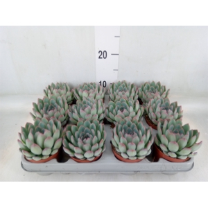 Echeveria  'Apus'