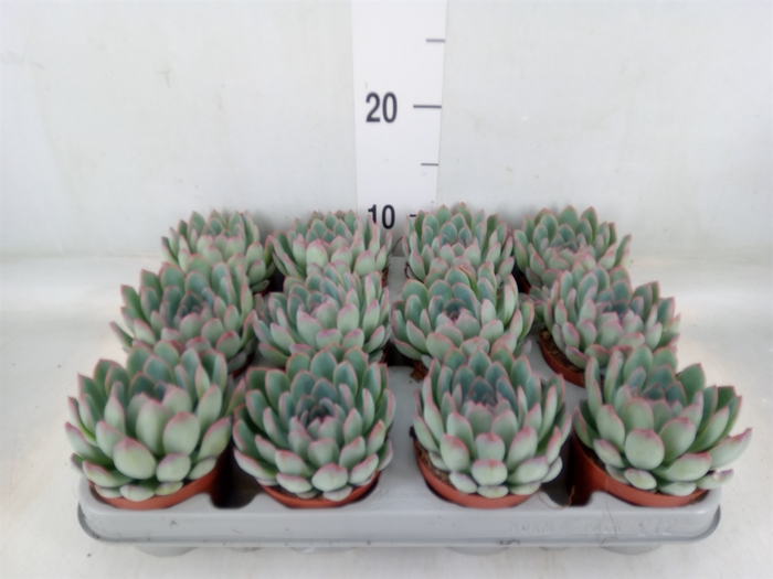 <h4>Echeveria  'Apus'</h4>