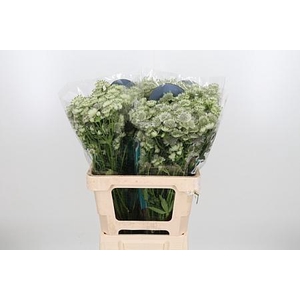 Astr Billion Star Xl