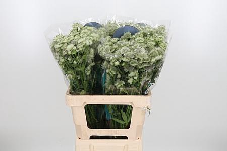 <h4>Astr Billion Star Xl</h4>