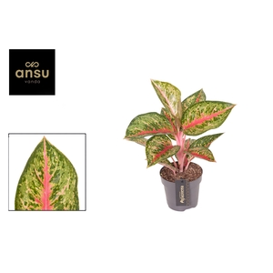 Aglaonema Paradise Red
