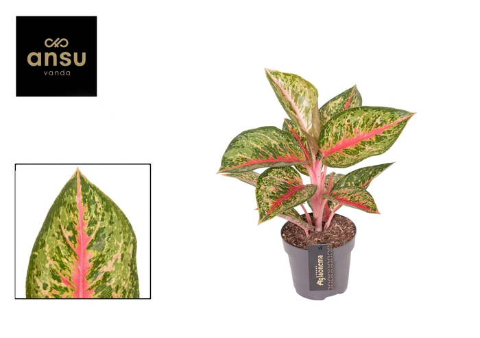 <h4>Aglaonema Paradise Red</h4>