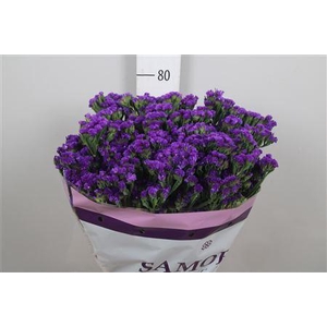 Lim S Acqua Su Birds