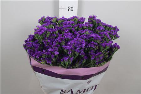 <h4>Lim S Acqua Su Birds</h4>