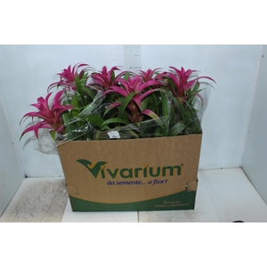 GUZMANIA VOILA P14