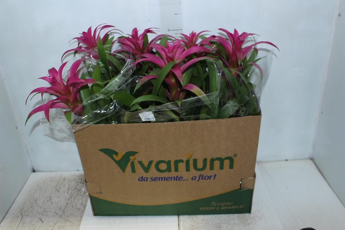 <h4>GUZMANIA VOILA P14</h4>