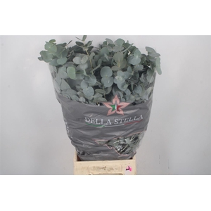 Euc Cinerea Per Bunch 200 Gram S U P E R