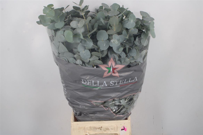 <h4>Euc Cinerea Per Bunch 200 Gram S U P E R</h4>